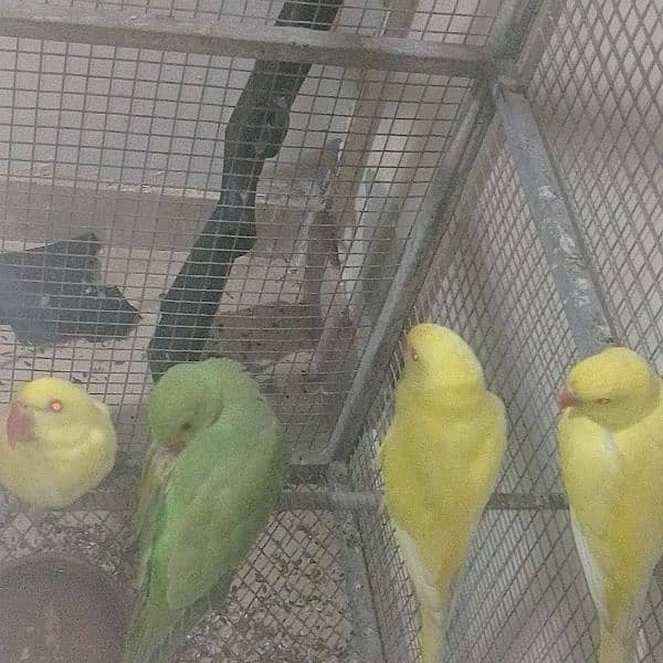 Yellow ringneck parrots. 14