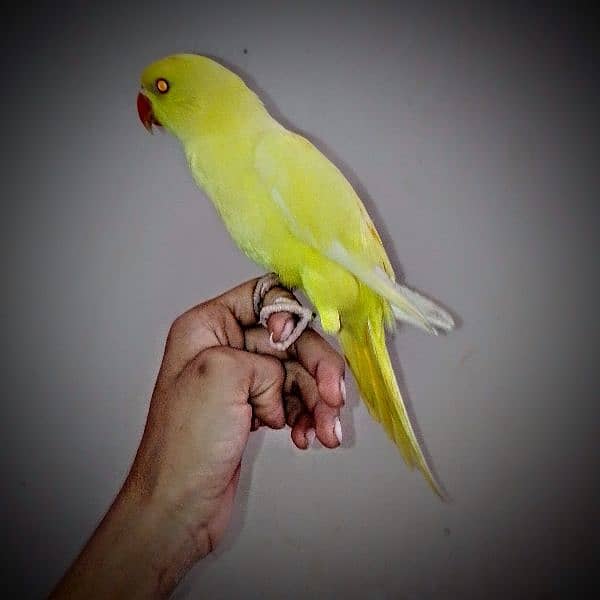 Yellow ringneck parrots. 15