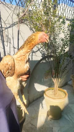 O Shamo breeding female for sale