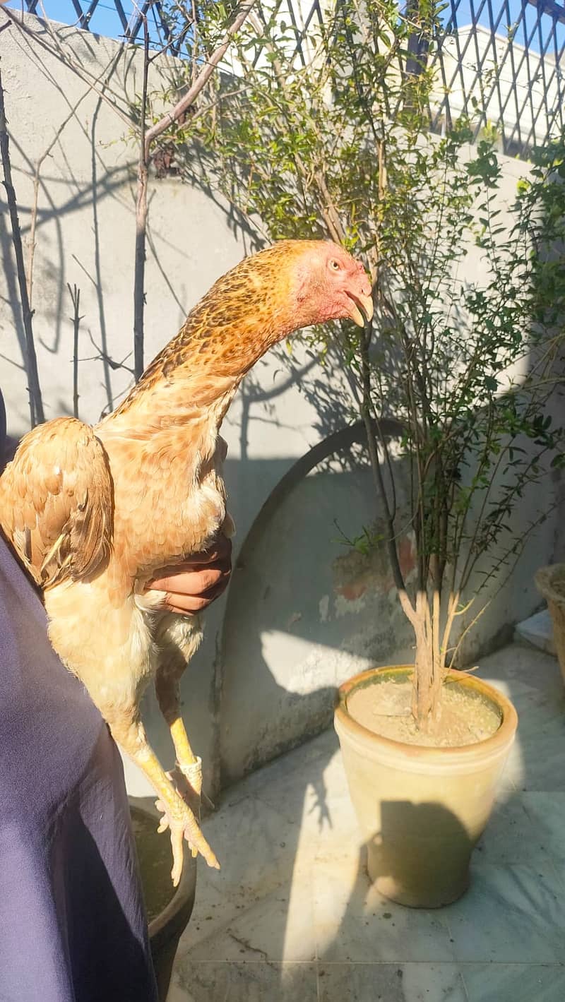 O Shamo breeding female for sale 0