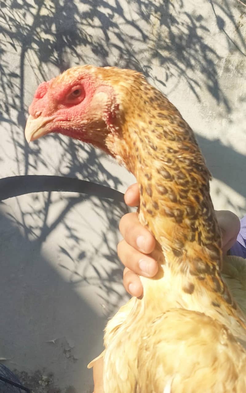 O Shamo breeding female for sale 2