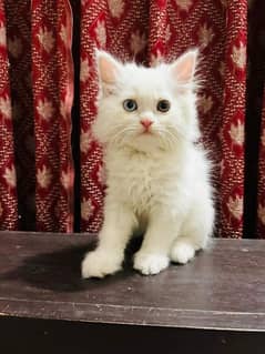 Persian Cats Available 03207679060 Whattsapp Contact me