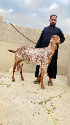 Makhi Cheeni & Beetal & Nagri High quality breed