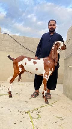 Beetal & Nagri High quality breed