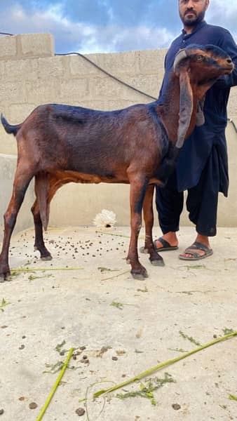 Beetal & Nagri High quality breed 0