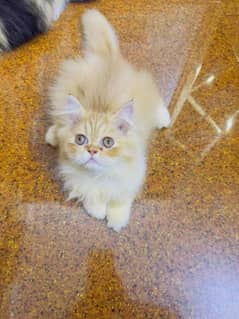 Persian Cats Available 03207679060 Whattsapp Contact me