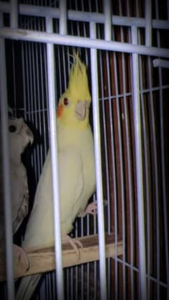 Breeder cockatiel pair