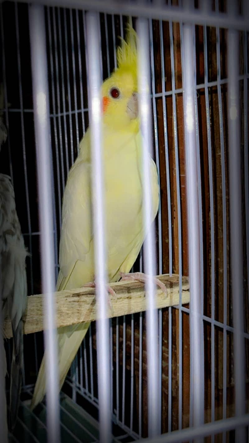 Breeder cockatiel pair 1