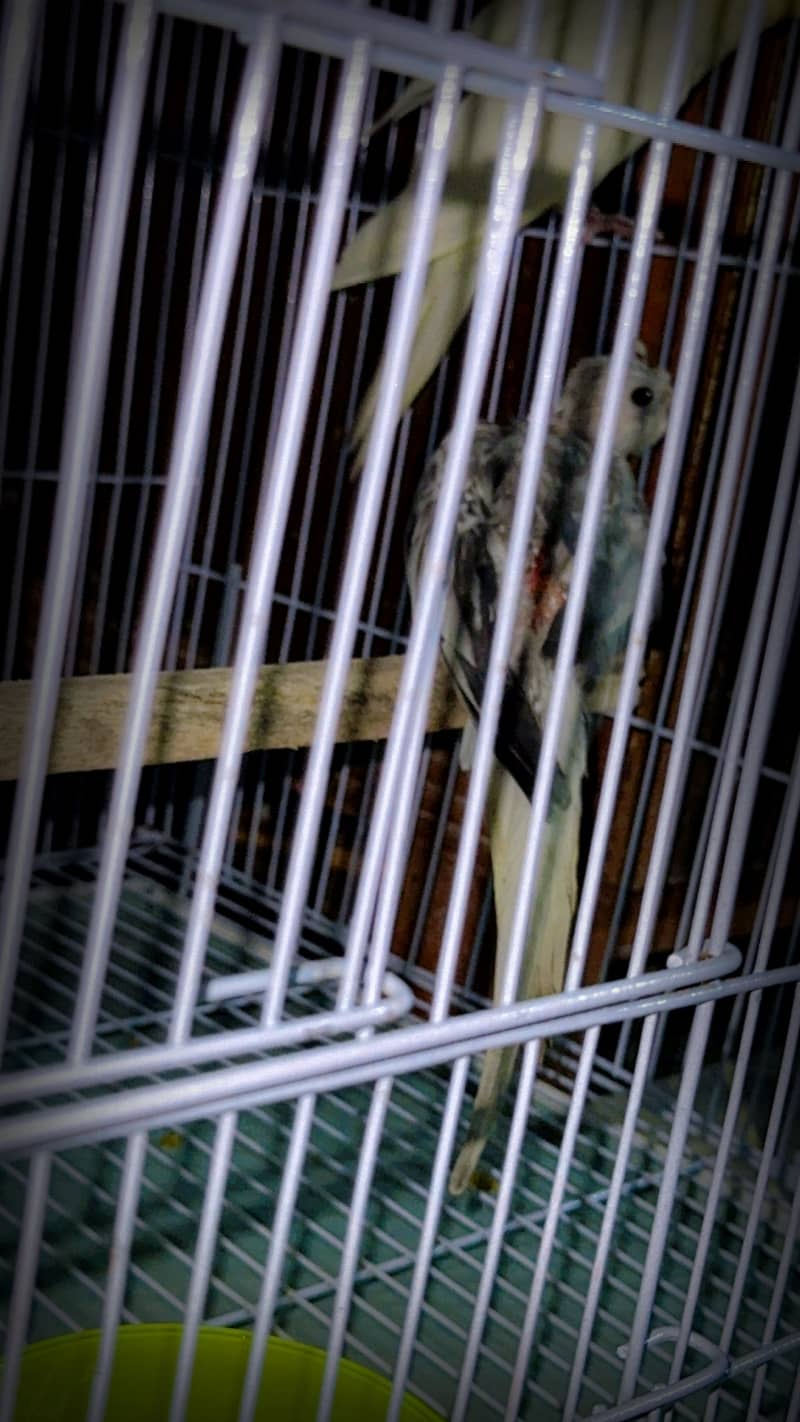 Breeder cockatiel pair 2