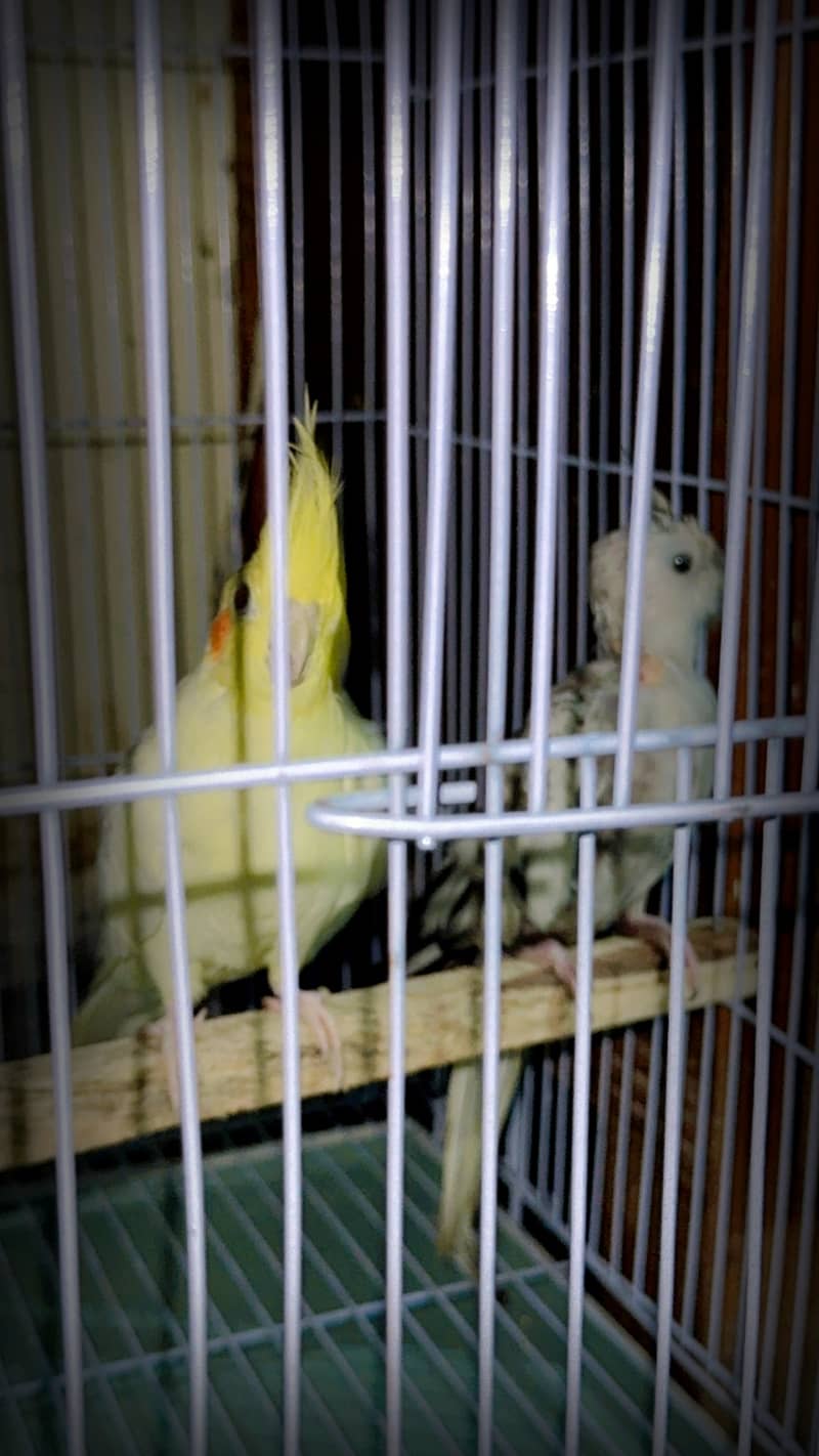 Breeder cockatiel pair 5