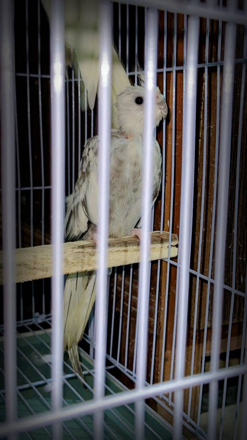 Breeder cockatiel pair 6