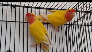 breeder pair for sale Gujranwala 03298394346