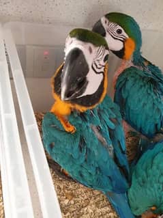 blue macaw parrot chips for sale 0323=4929=839