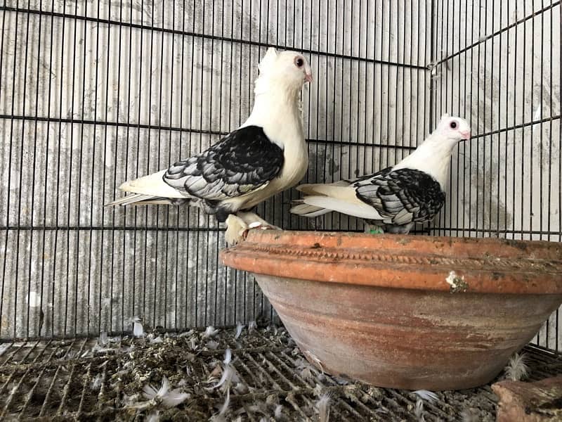 Satinette, lahori sherazi, mukhi - 4500 pair 6