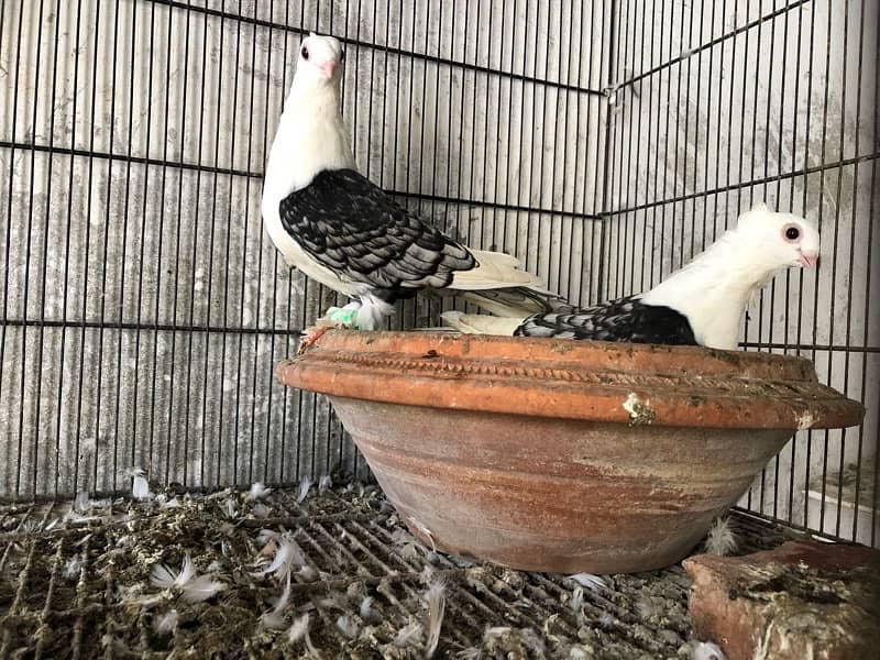 Satinette, lahori sherazi, mukhi - 4500 pair 7