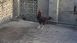 pure Mian wali fiter male and females pair available 2 hens on kurak