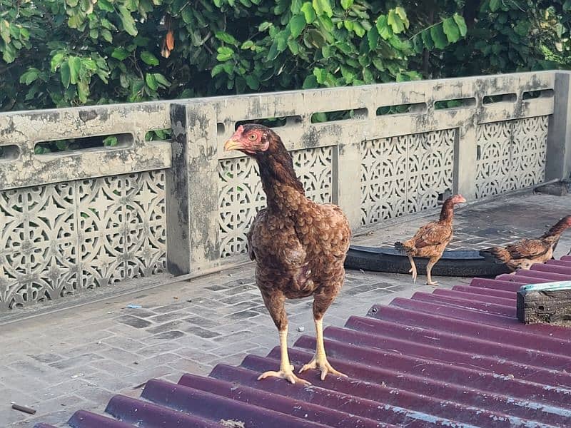 pure Mian wali fiter male and females pair available 2 hens on kurak 2