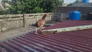 pure Mian wali fiter females available 2 on kurak one laying eggs