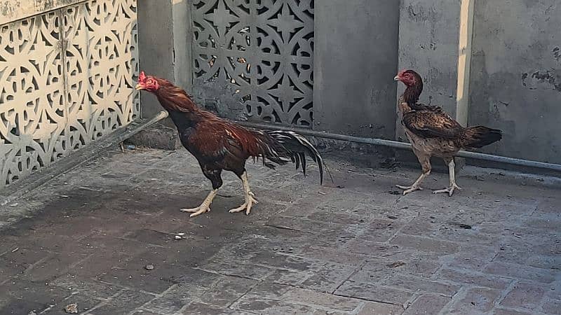 pure Mian wali fiter male and females pair available 2 hens on kurak 6