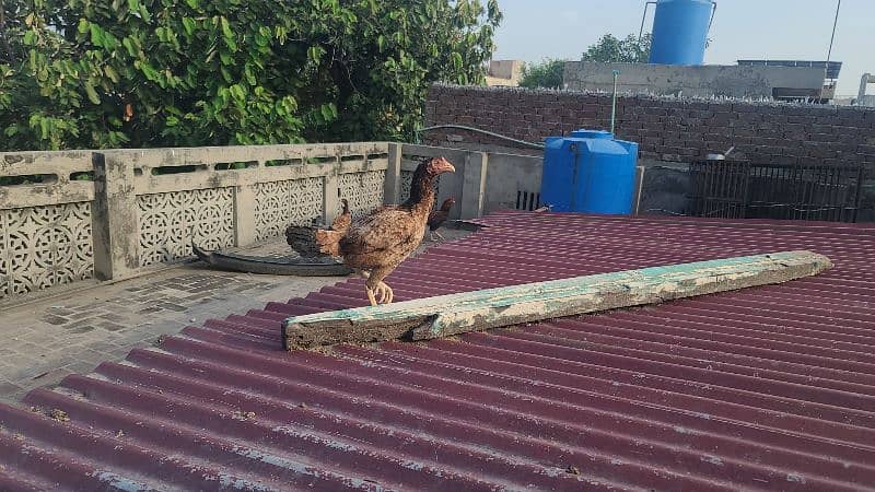 pure Mian wali fiter male and females pair available 2 hens on kurak 9