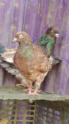 ambersira Jambo size breeder pair urgent for sale