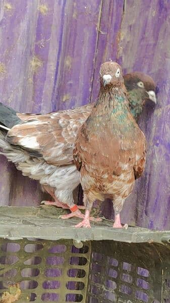 ambersira Jambo size breeder pair urgent for sale 3