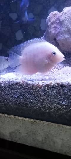 Cichlid Fishes for Sale