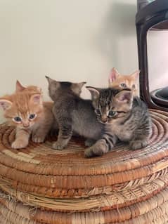 Kittens up for adoption, 4 males, 4 females, different colours/coats