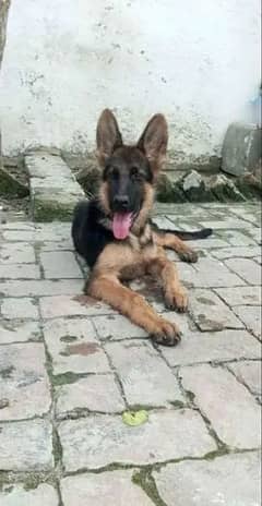 German shepherd female puppy