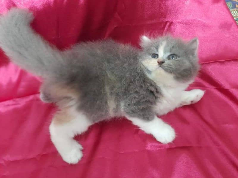 Persian Cats Available 03207679060 Whattsapp Contact me 2