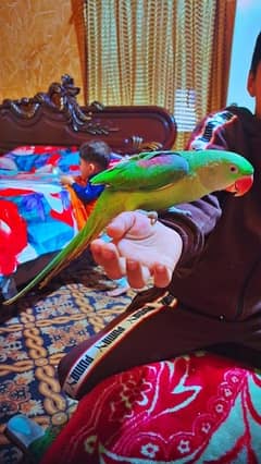 female raw parrot for sale