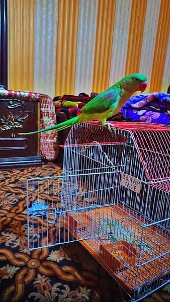 female raw parrot for sale 1