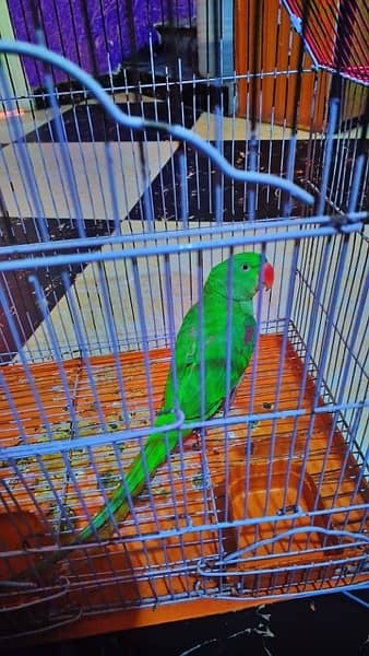 female raw parrot for sale 2