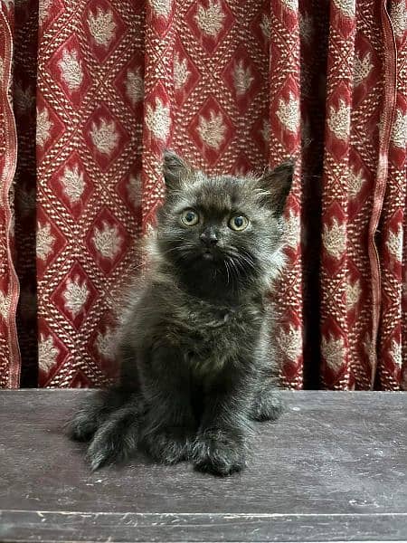 Persian Cats Available 03207679060 Whattsapp Contact me 3