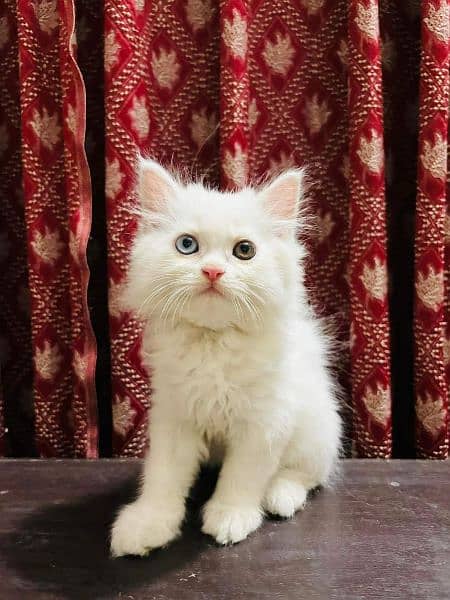 Persian Cats Available 03207679060 Whattsapp Contact me 5