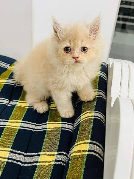 Persian Cats Available 03207679060 Whattsapp Contact me 3