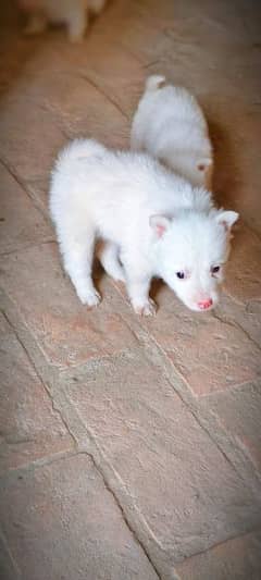 Russian puppies for sale