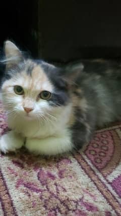 Persian Female Pettegary Cat