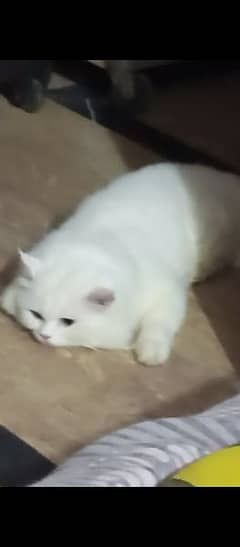 persian cat 0