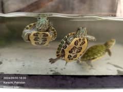 red ear slider babies 0