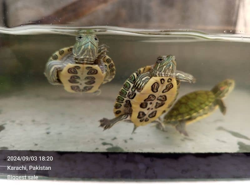 red ear slider babies 0