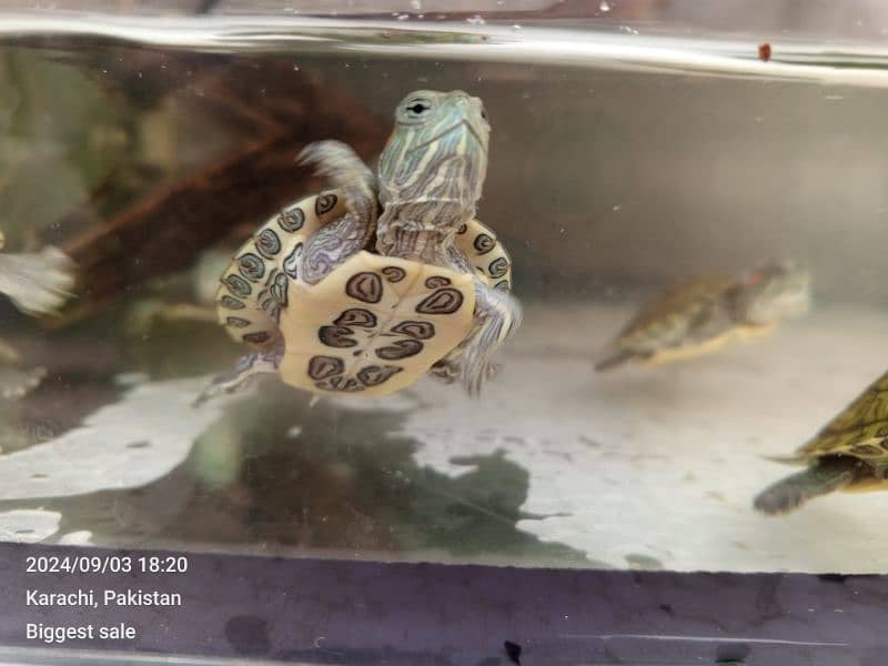 red ear slider babies 4