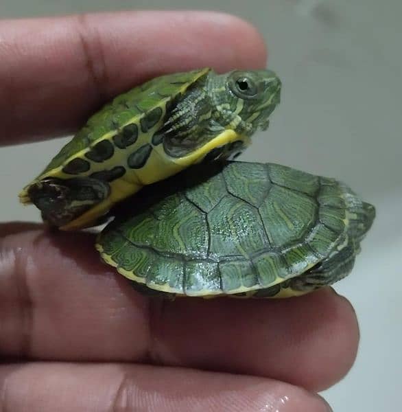 red ear slider babies 6