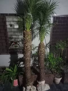 Fanax Pam Plant Sale 250 Per Plant(Limited Offer) 50% OFF