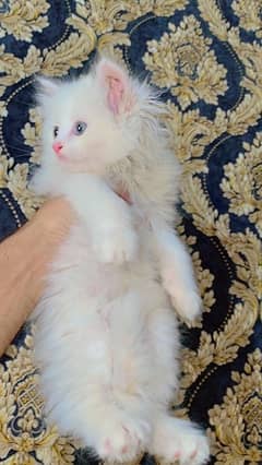 Pure Persian Kittens Cats