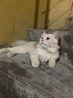 perchian tripal coat male cat for sale