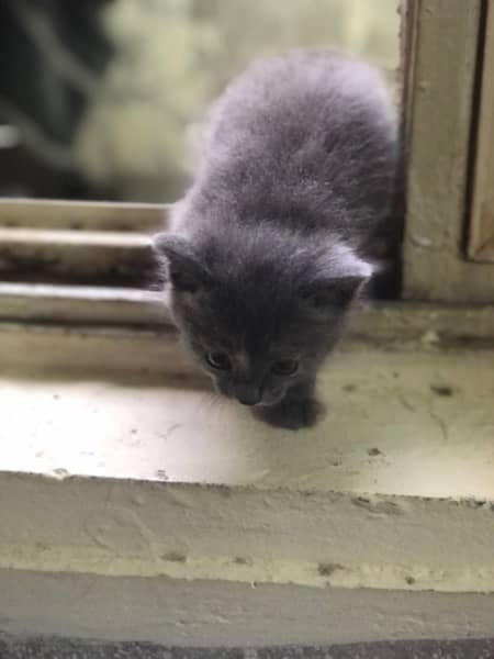 i am selling my kitten age 1 month grey color 1