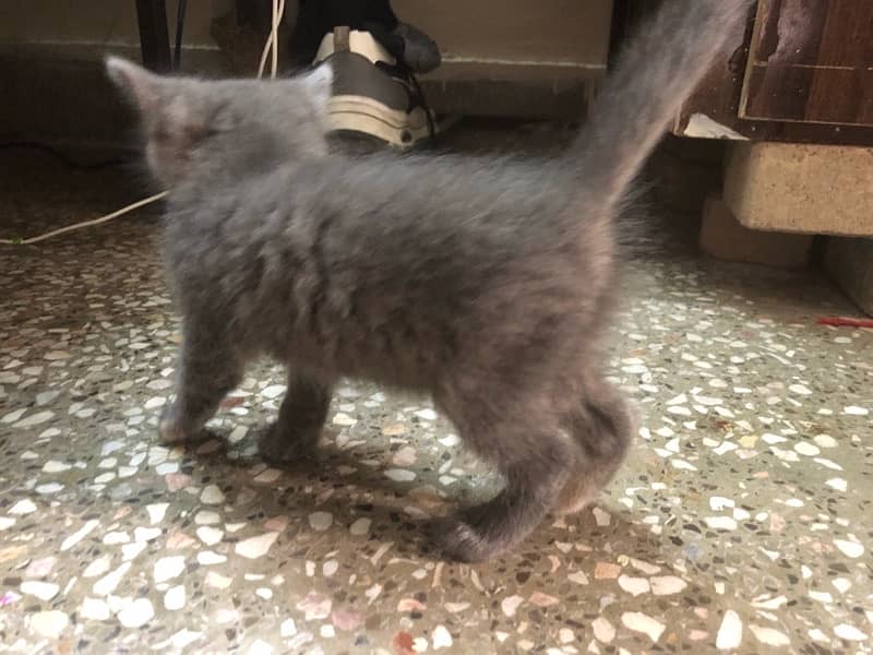 i am selling my kitten age 1 month grey color 2