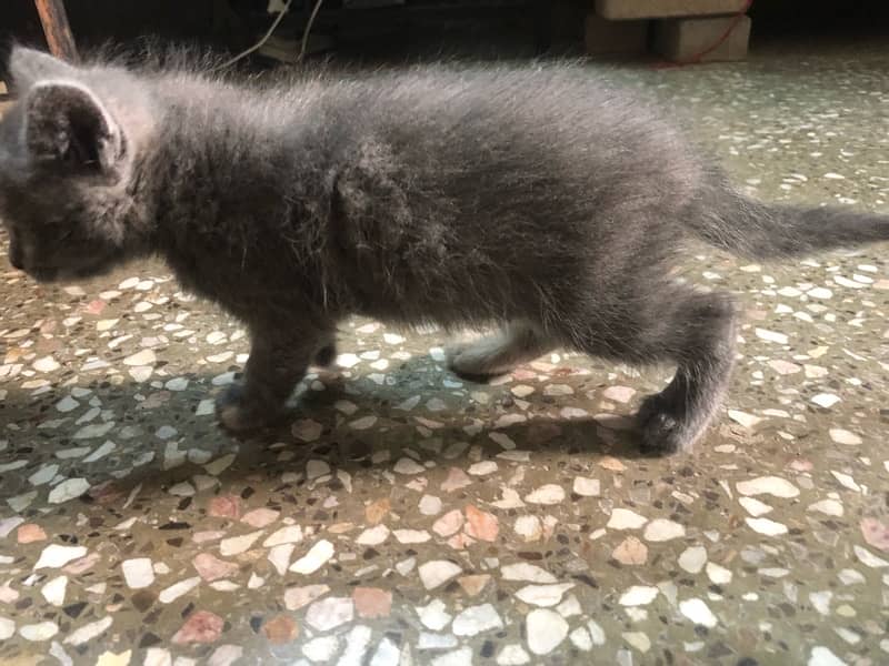 i am selling my kitten age 1 month grey color 3