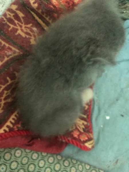 i am selling my kitten age 1 month grey color 4